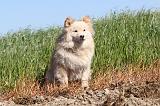 CHIEN FINNOIS DE LAPONIE 009
